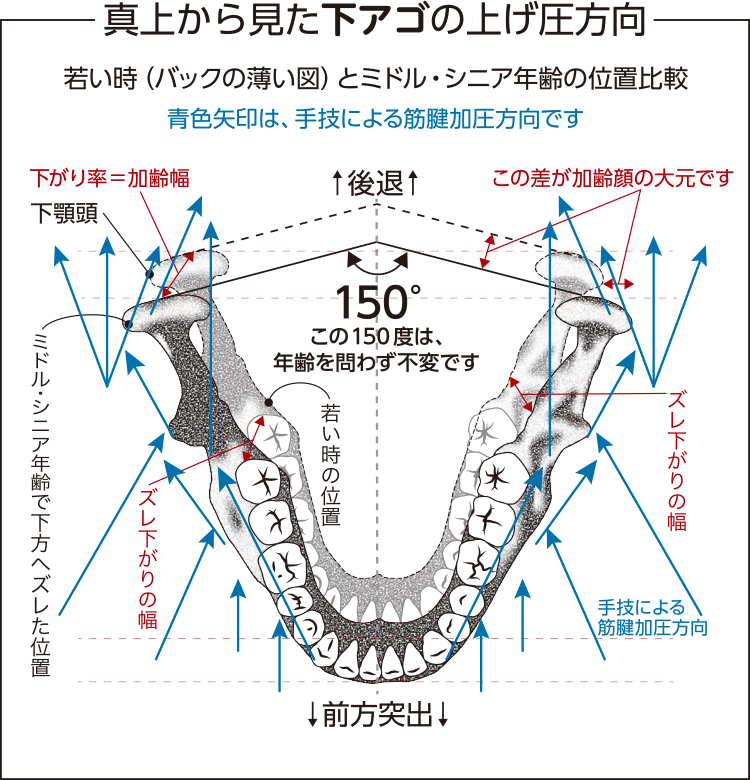 真上から見た下顎骨図